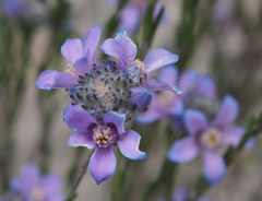 Philotheca nodiflora