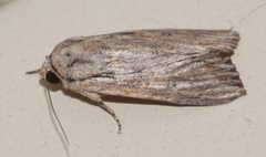 Spodoptera albula
