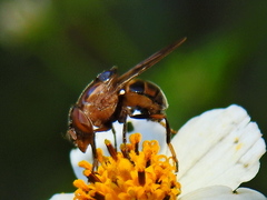 Copestylum chalybescens
