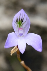 Disa maculata