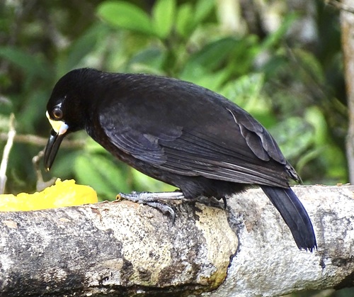 Short-tailed Paradigalla (Paradigalla brevicauda), photo 4