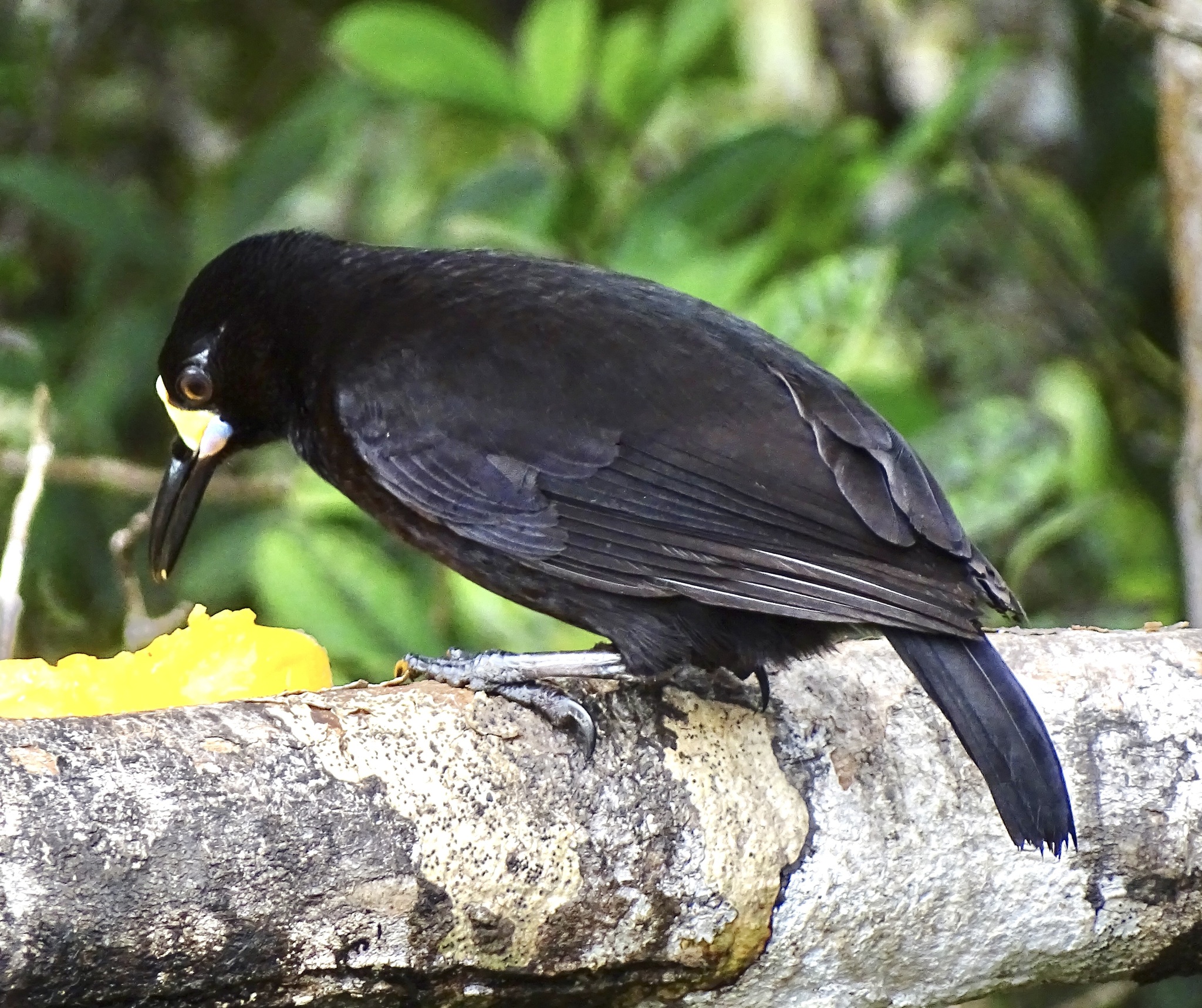 Short-tailed Paradigalla (Paradigalla brevicauda), photo 2