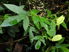 Passiflora choconiana