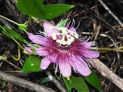 Passiflora choconiana