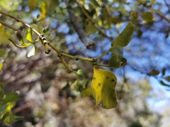 Viscum triflorum