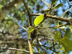 Viscum triflorum