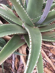 Aloe secundiflora