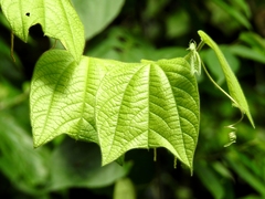 Passiflora costaricensis