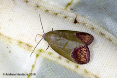 Asinduma exscripta