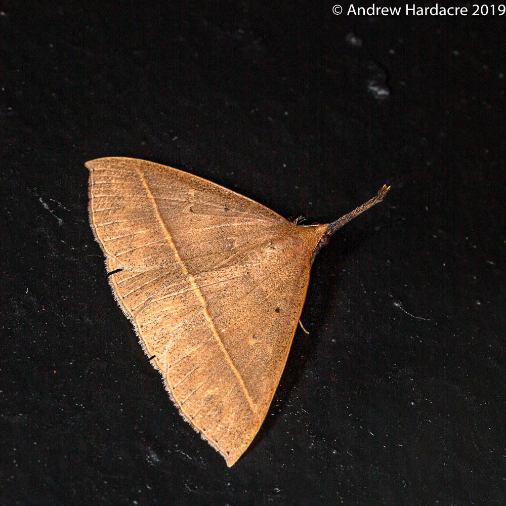 Marapana pulverata