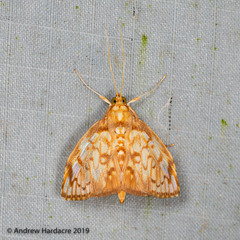 Neoanalthes pseudocontortalis
