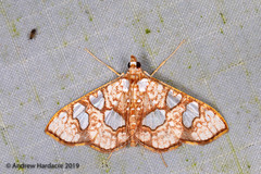 Glyphodes canthusalis