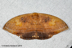 Callidrepana pulcherrima