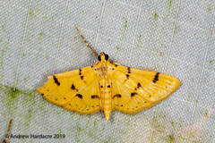 Dichocrocis