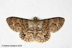 Myrioblephara pallibasis