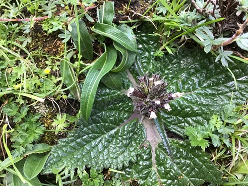 Phlomoides rotata, photograph 6