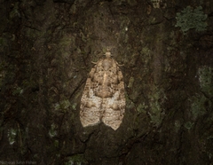 Polylopha epidesma