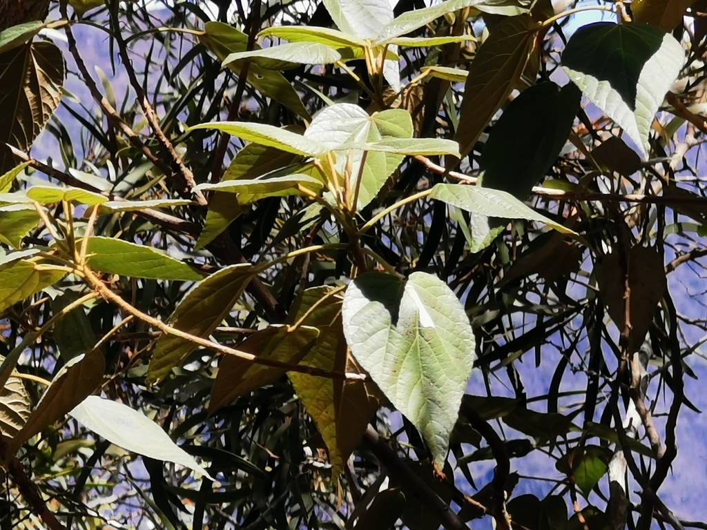 Dombeya umbellata