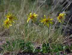 Arnica griscomii