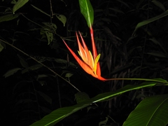 Heliconia mathiasiae