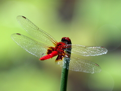 Aethriamanta circumsignata