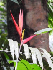 Heliconia mathiasiae