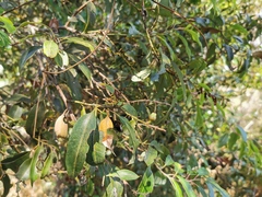 Agarista salicifolia