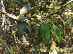 Agarista salicifolia