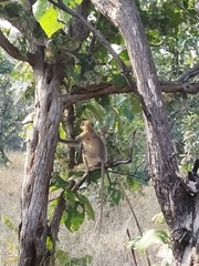 Semnopithecus hypoleucos