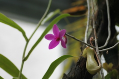 Dendrobium glomeratum