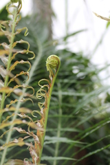 Blechnum brasiliense