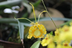Psychopsis