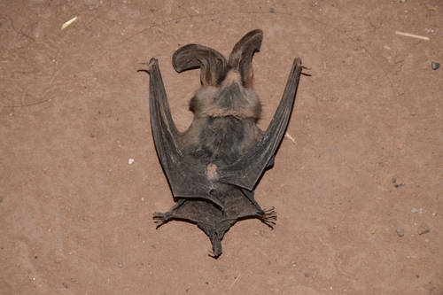 Gaisler's Big-eared Bat