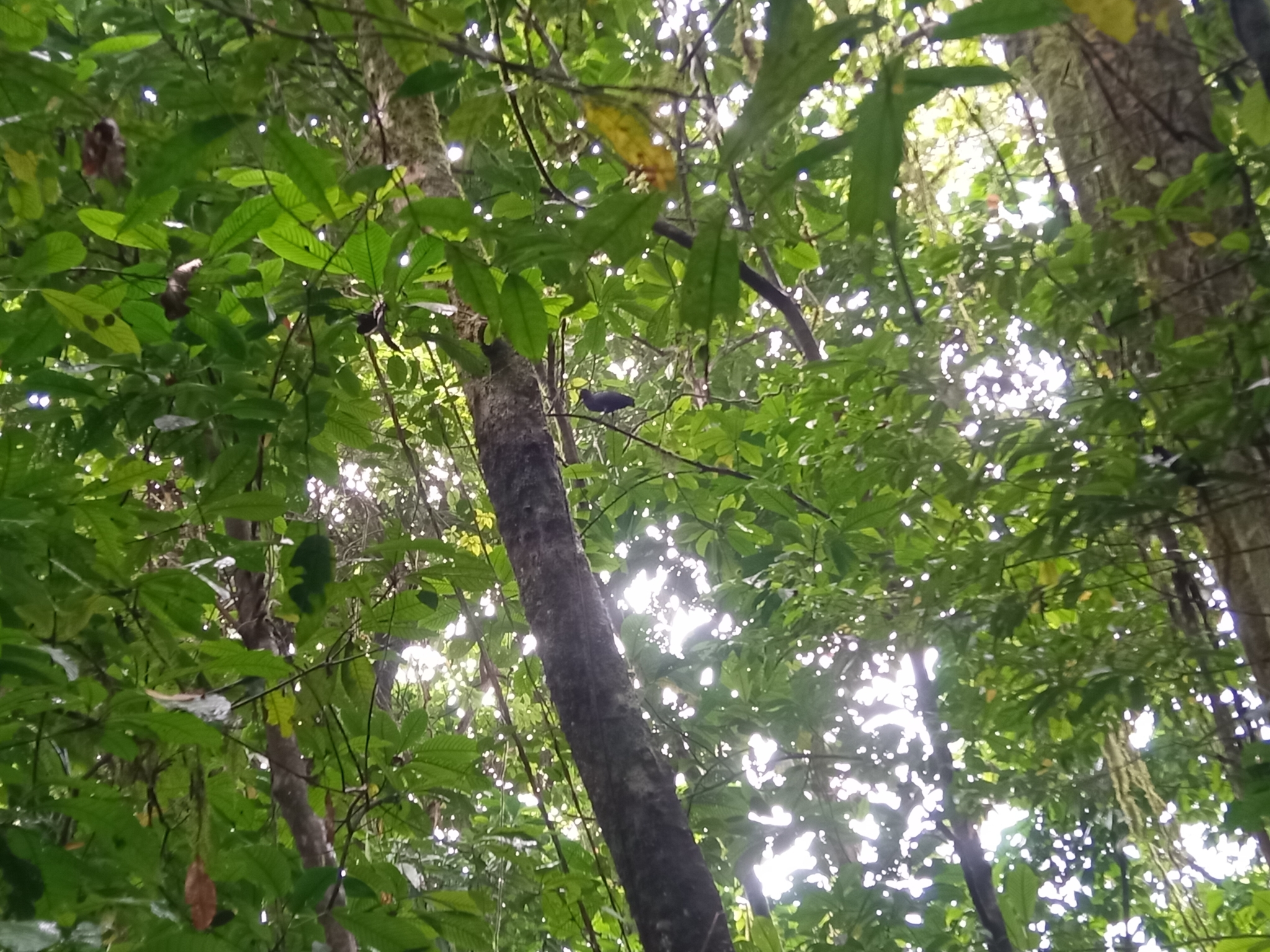 Sao Tome Ibis (Bostrychia bocagei), photo 1