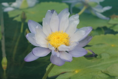 Nymphaea gigantea