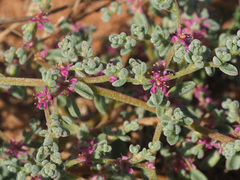 Aizoon mezianum