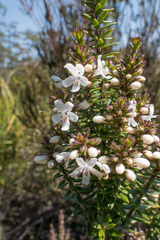 Westringia rubiifolia