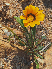 Gazania heterochaeta