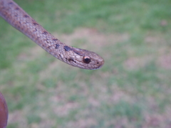 Storeria storerioides