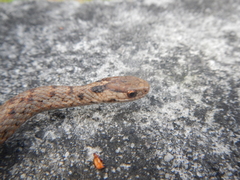 Storeria storerioides