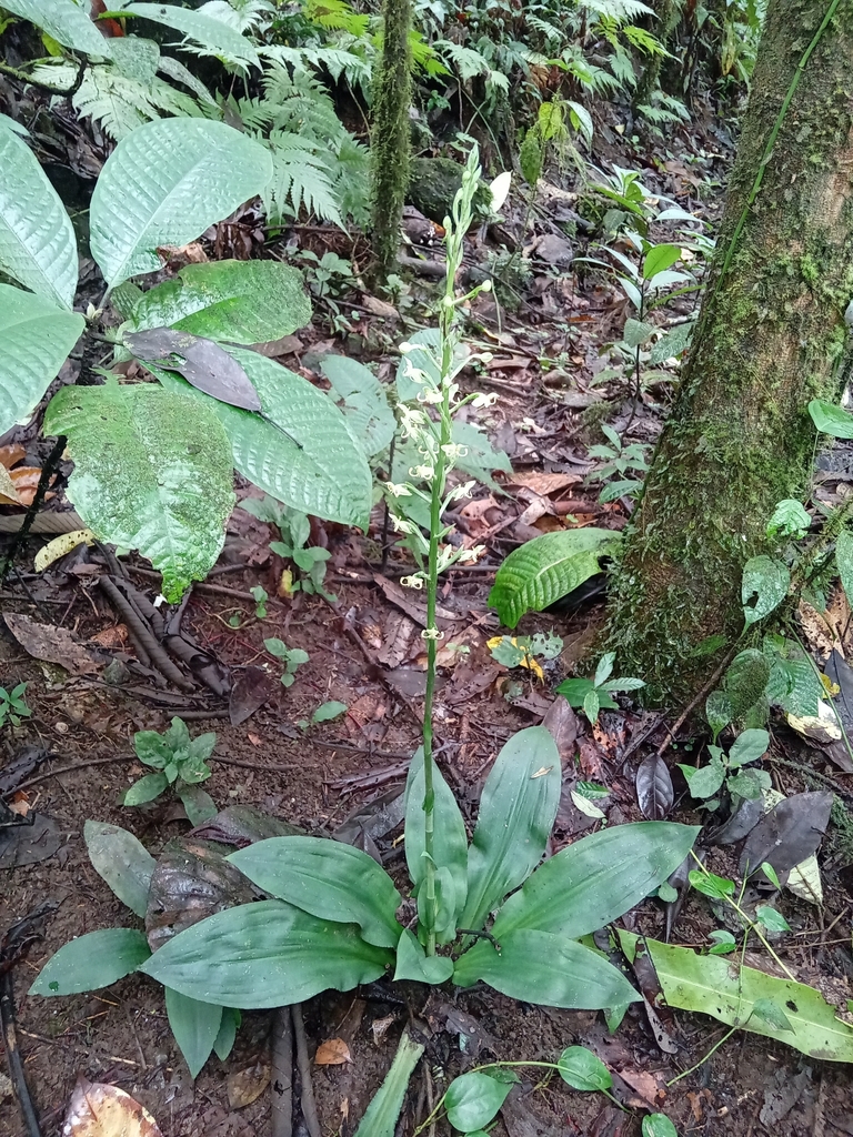 Habenaria thomana