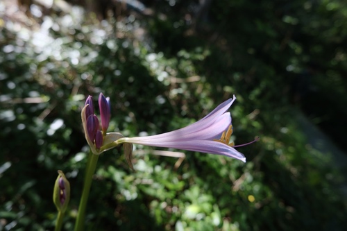 Lycoris insularis, photograph 4