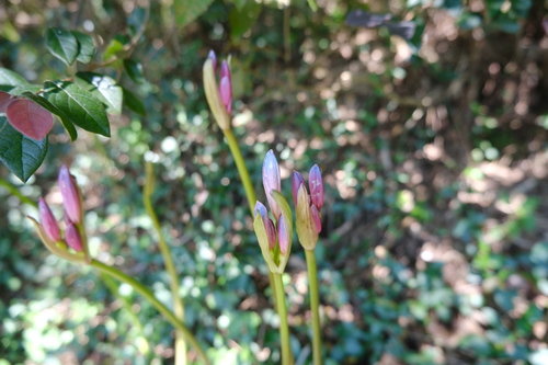Lycoris insularis, photograph 5