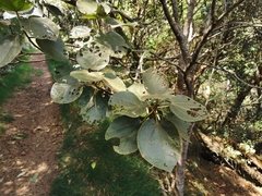 Dombeya ficulnea