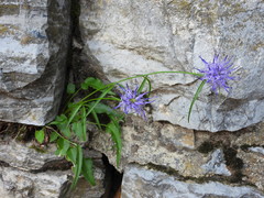 Phyteuma scheuchzeri
