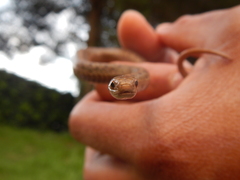 Storeria storerioides