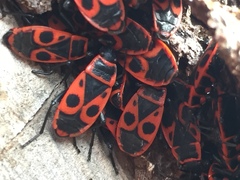 Pyrrhocoris apterus
