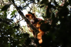 Huon Tree-Kangaroo photo 1