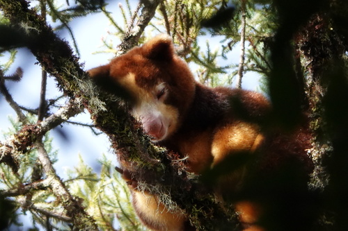 Matschie's Tree-kangaroo (Dendrolagus matschiei) — Endangered Mammalia