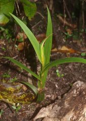 Pterostylis cardiostigma